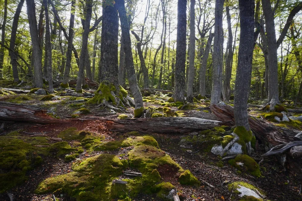 森林绿意盎然：自然野生风格摄影