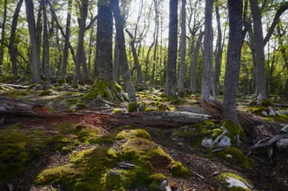 森林绿意盎然：自然野生风格摄影