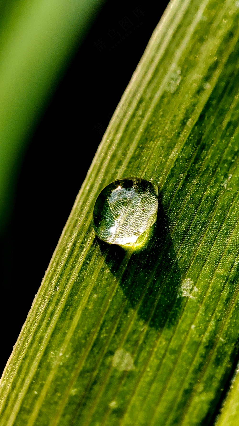 绿色枝叶树叶上的露珠