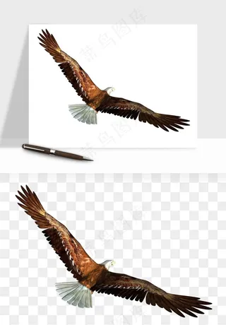 老鹰雄鹰展翅png免抠
