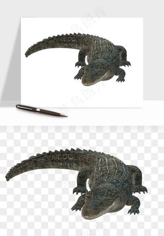 鳄鱼动物png免抠