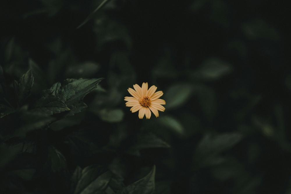 暮色中的黄色雏菊