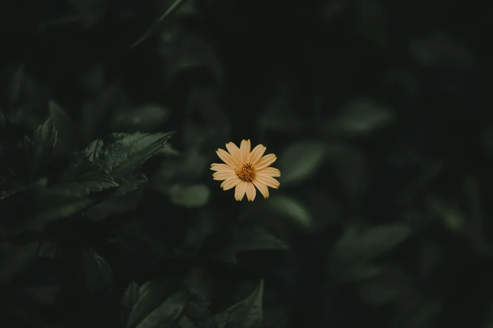 暮色中的黄色雏菊