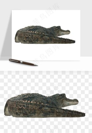 鳄鱼动物png免抠