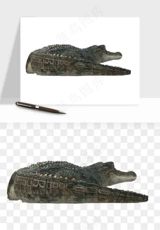 鳄鱼动物png免抠