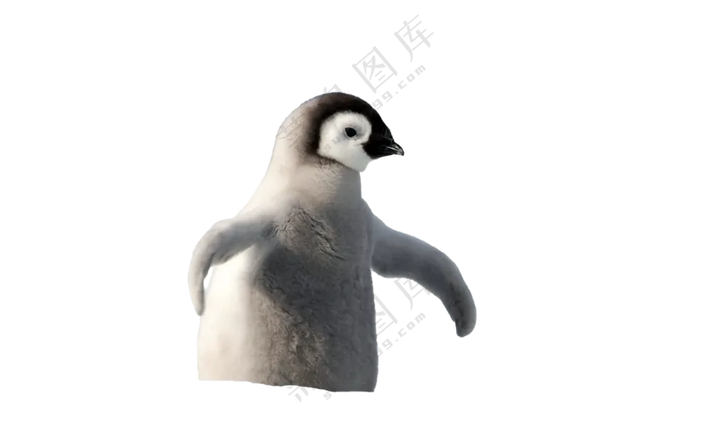 可爱的小企鹅
