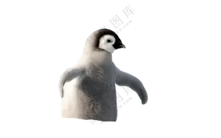 可爱的小企鹅