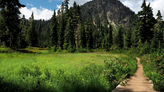 郁郁葱葱的山间绿野小径 郁郁葱葱的山间绿野小径