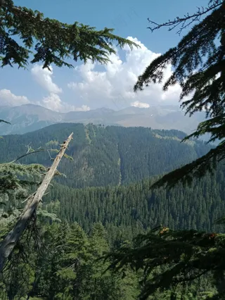 森林之巅的宁静