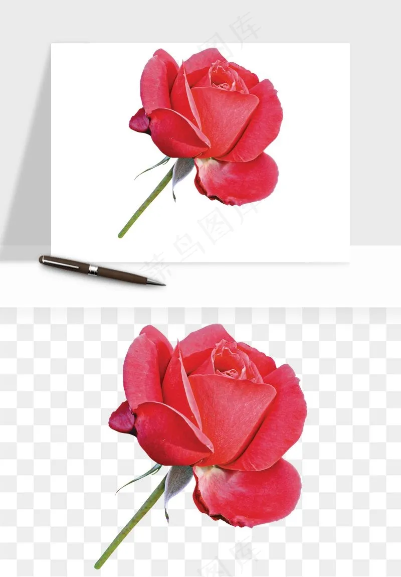 复古鲜花玫瑰png免抠