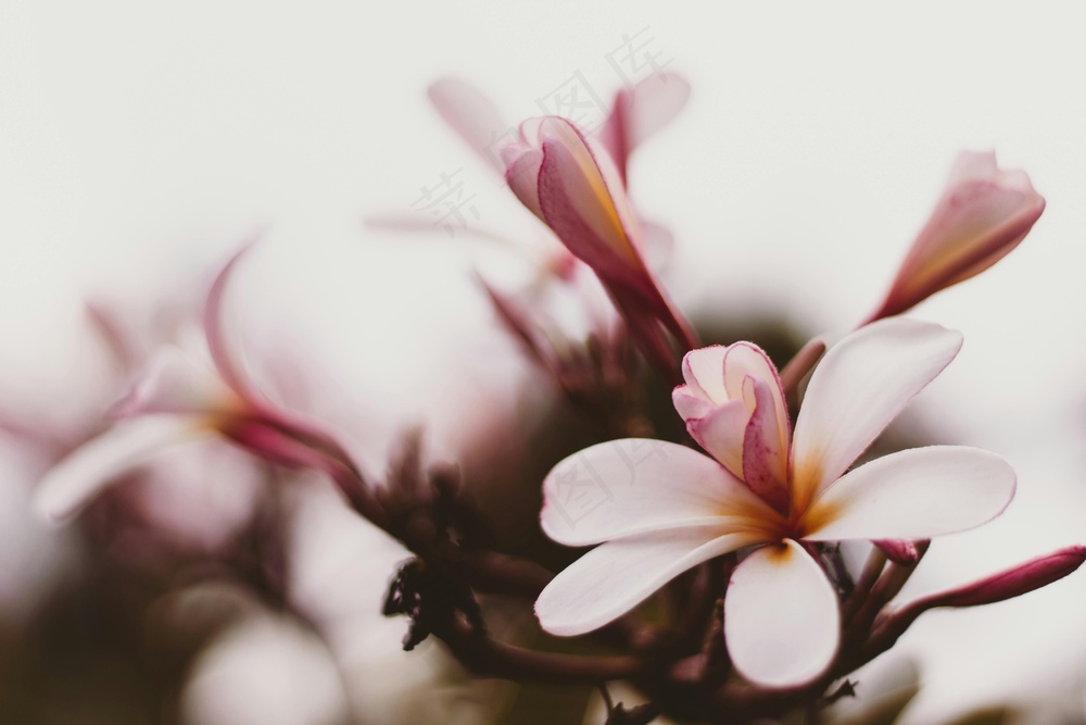 温柔的午后花语