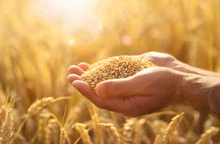 金黄的稻田手捧粮食珍惜粮食芒种世界粮食日摄影图