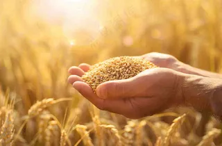 金黄的稻田手捧粮食珍惜粮食芒种世界粮食日摄影图