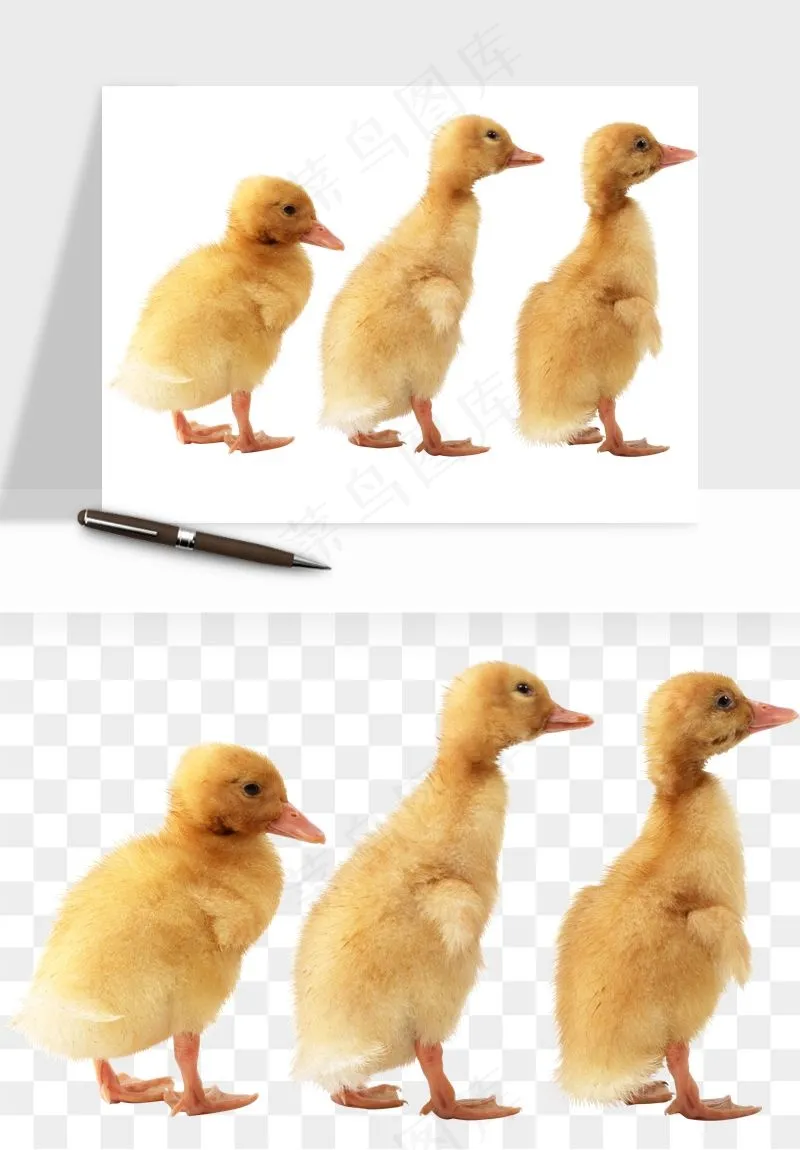 鸭子小鸭png免抠