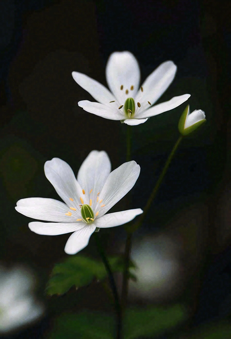 春天盛开的小白花小清新立春春分摄影图