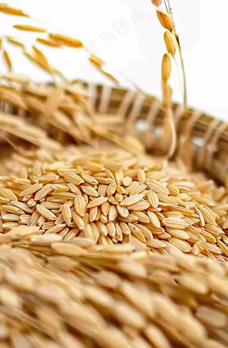 粮食稻谷米饭珍惜粮食丰收世界粮食日摄影图