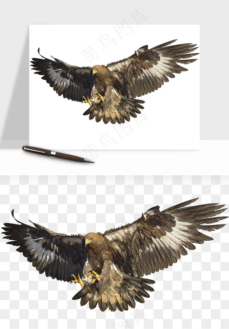 老鹰雄鹰展翅png免抠