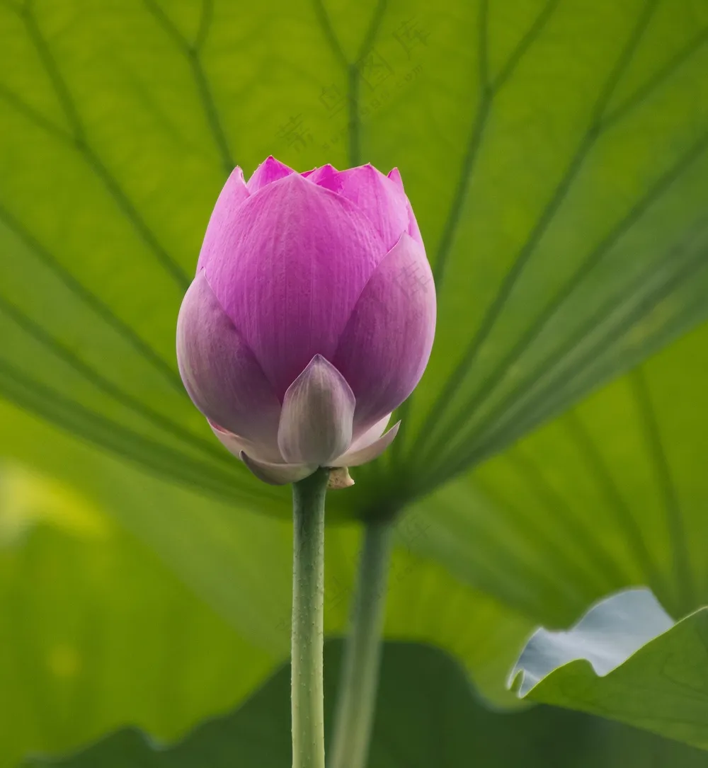 莲花花苞含苞待放图片