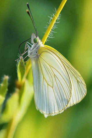 蝴蝶昆虫春天植物摄影图