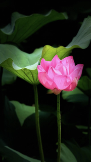 红莲出水玉洁青 红莲出水玉洁青