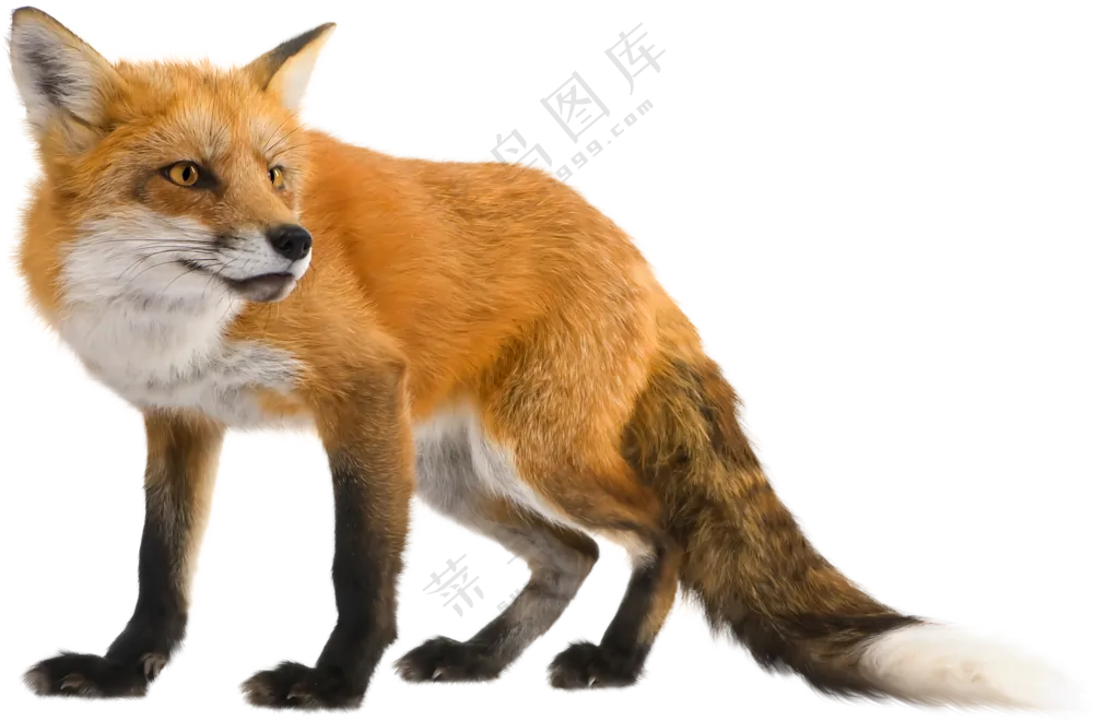 一只拖着大尾巴的狐狸免抠图片素材