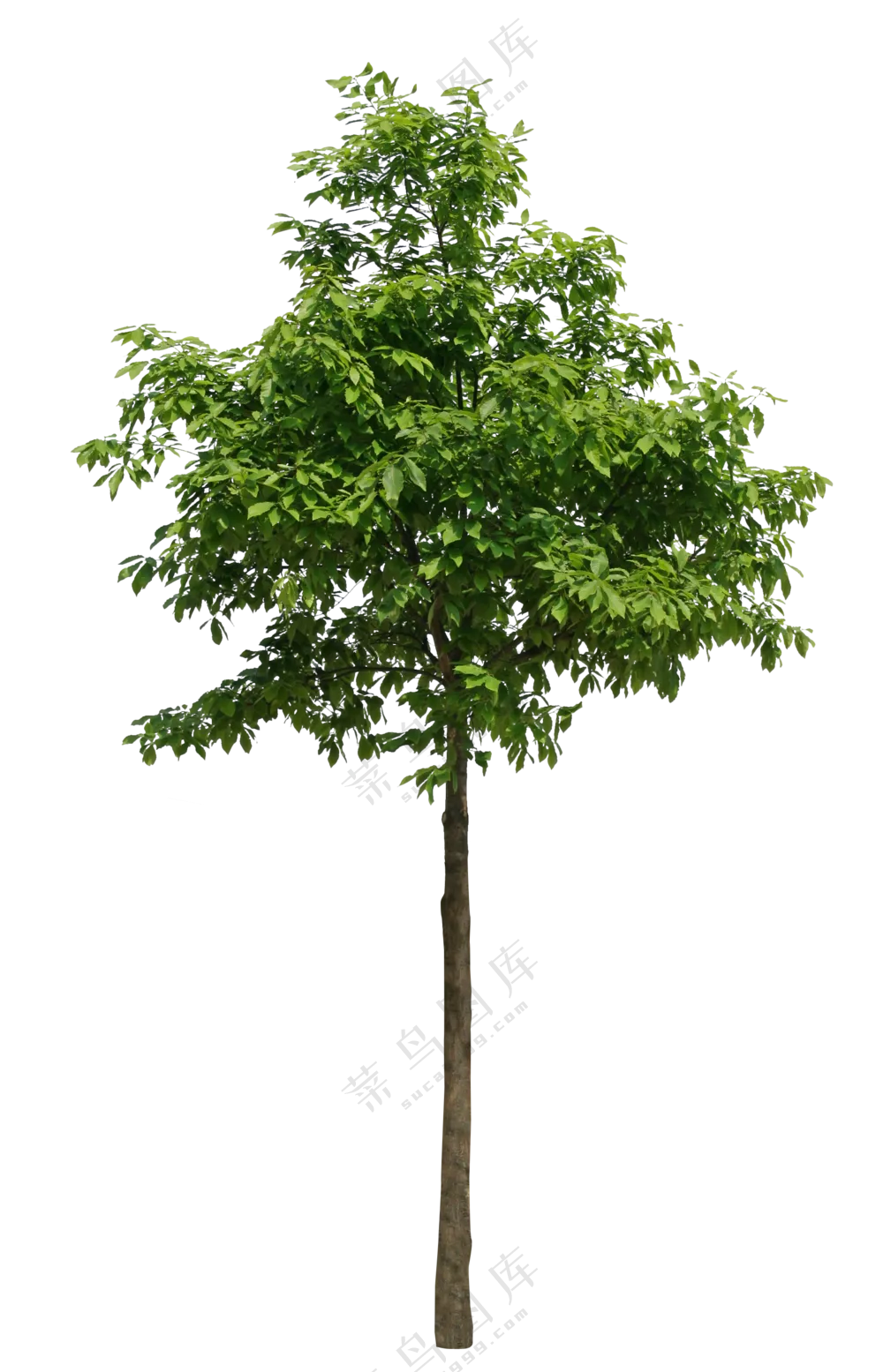 PNG免扣植物树木