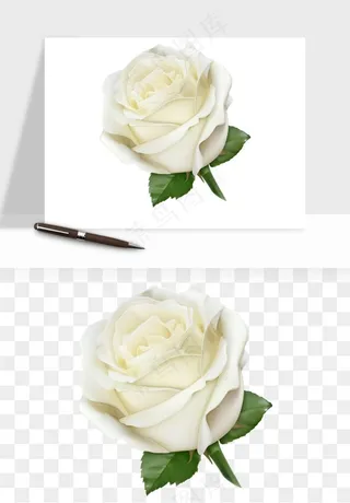 白玫瑰花枝花束png免抠