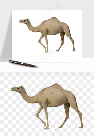骆驼动物png免抠