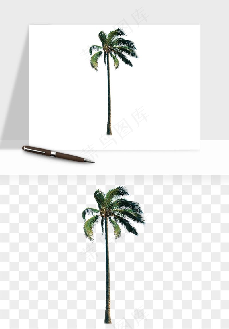 棕榈树椰树png免抠