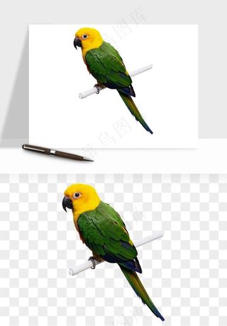 鹦鹉八哥鸟宠物png免抠