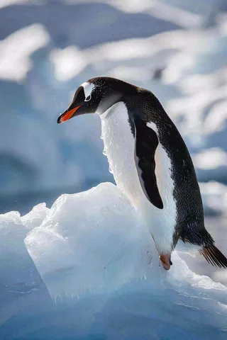 冰雪天地的企鹅寒冷动物摄影图