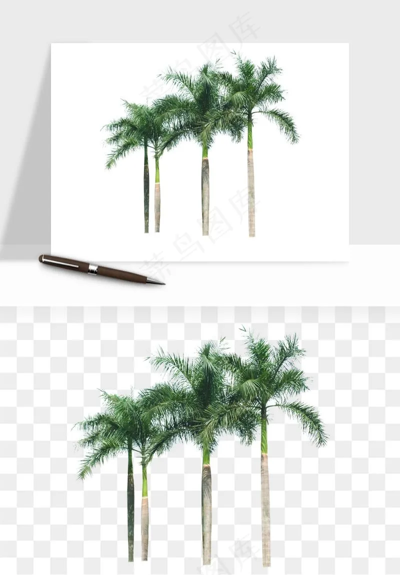 棕榈树椰树png免抠