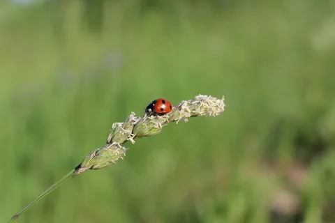 生机勃勃的绿色草地上的瓢虫觅食图
