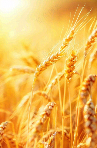 金黄的麦田小麦麦穗粮食芒种世界粮食日摄影图