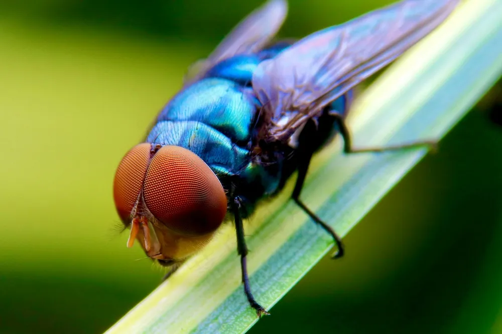 微观世界之蓝红复眼苍蝇特写
