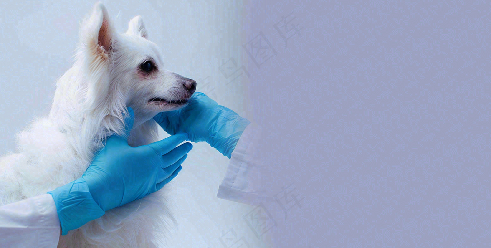 宠物医院猫狗生病救治摄影图