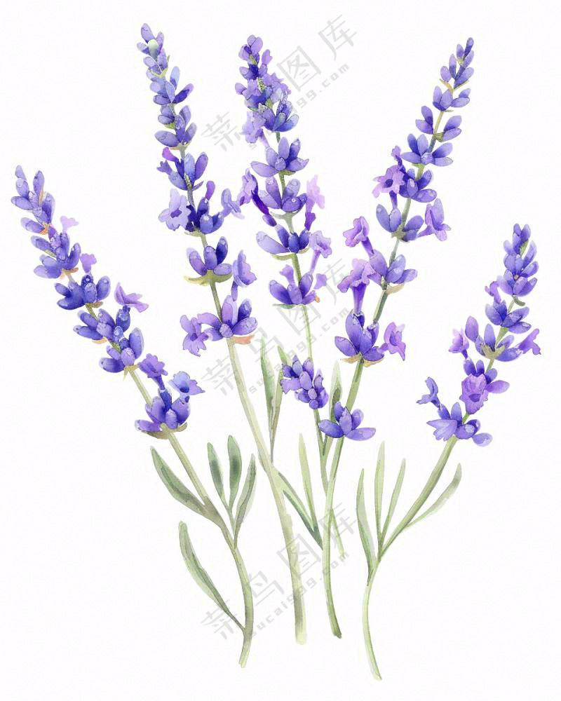 紫色薰衣草花朵植物插画免抠