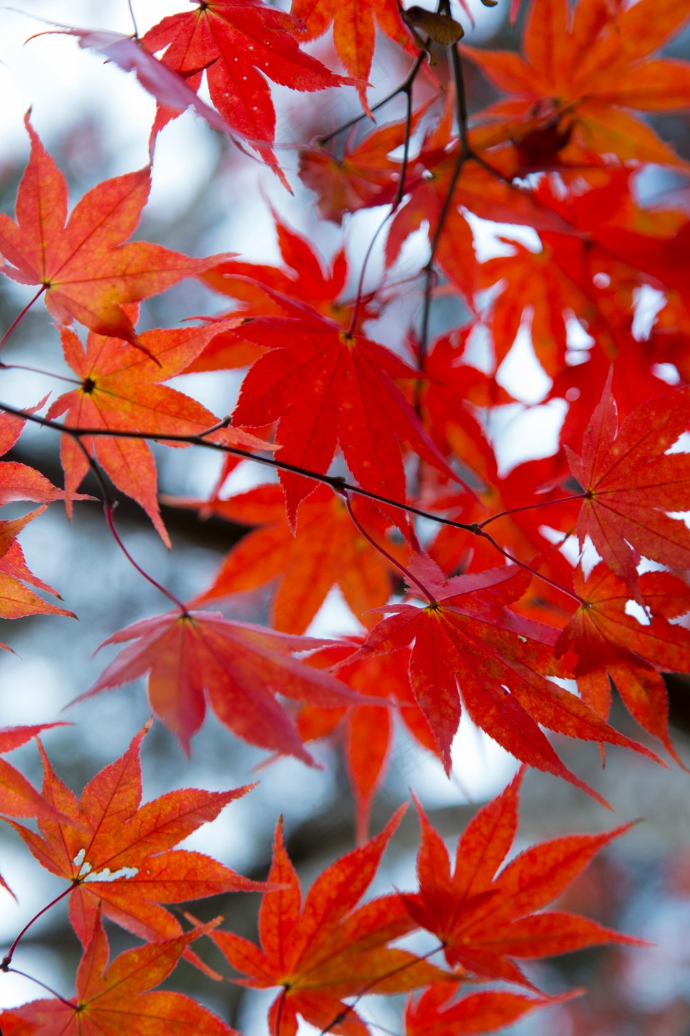 枫叶红透半边天