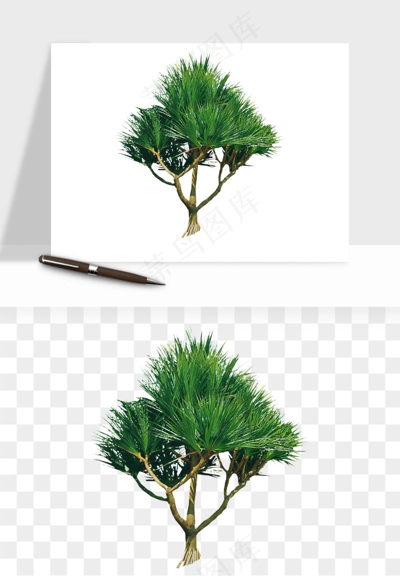 棕榈树椰树png免抠