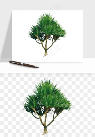 棕榈树椰树png免抠