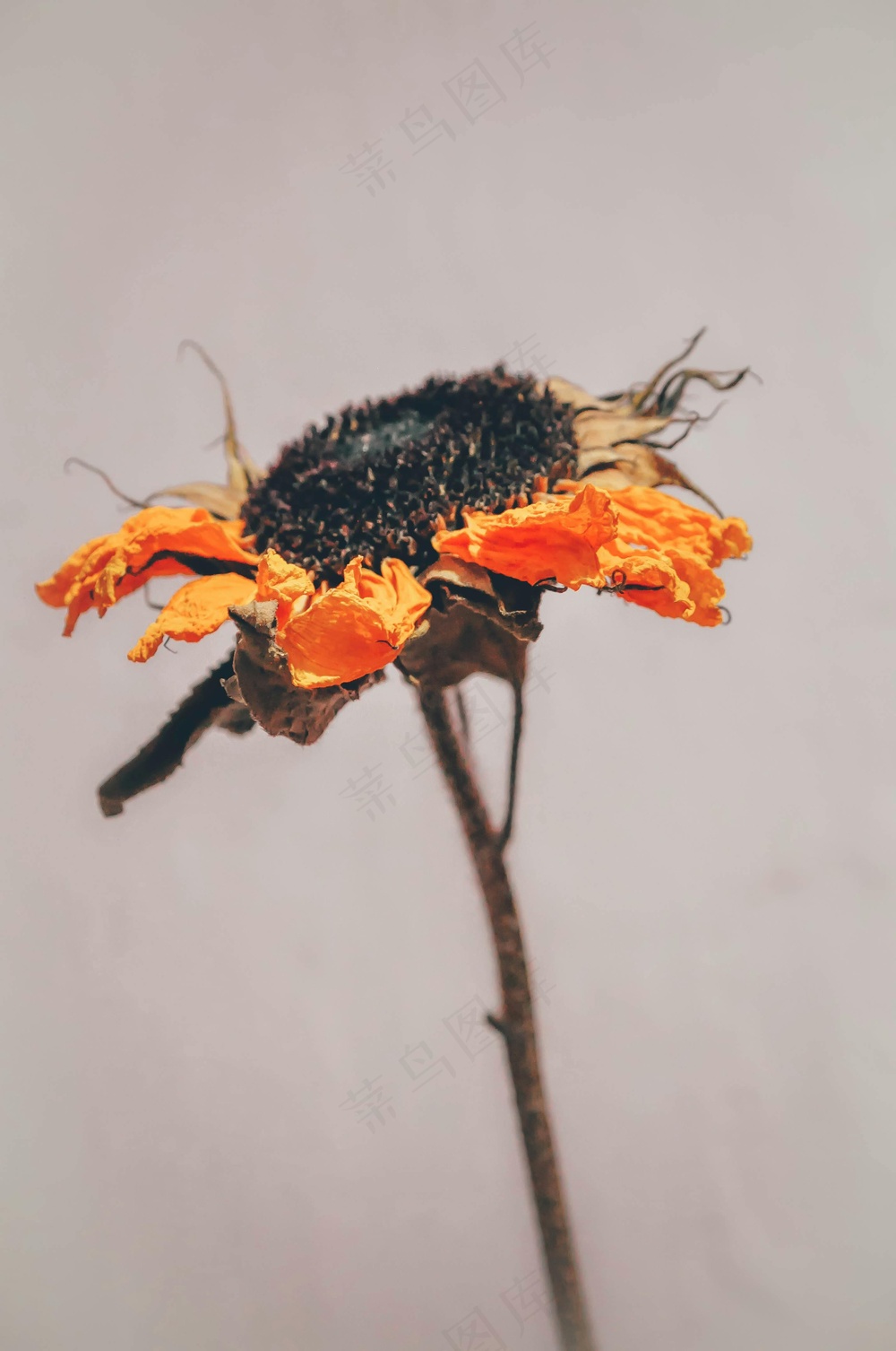 暮色中的花与鸟