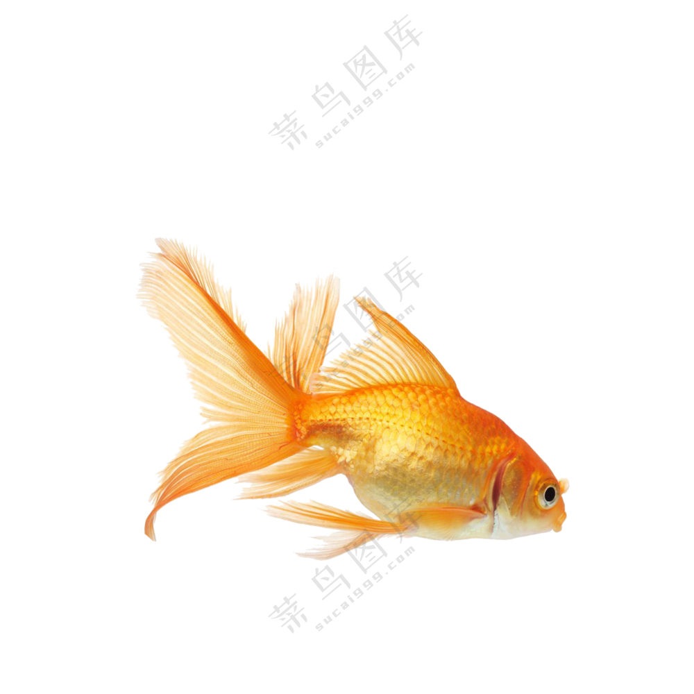 摆动着鱼尾前行的金鱼免抠图片素材