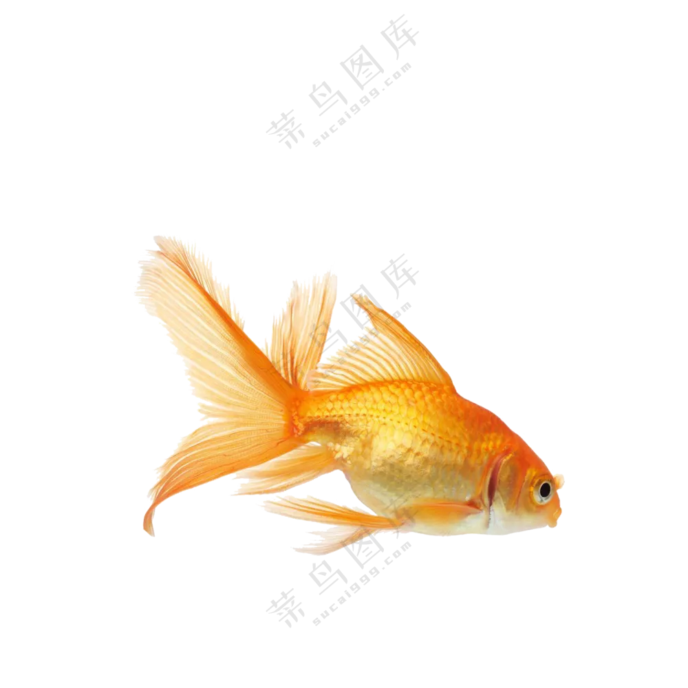 摆动着鱼尾前行的金鱼免抠图片素材