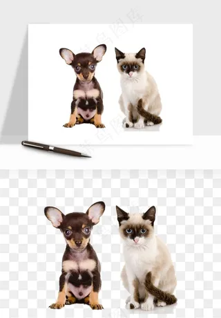 猫咪喵星人狗狗宠物元素png免抠