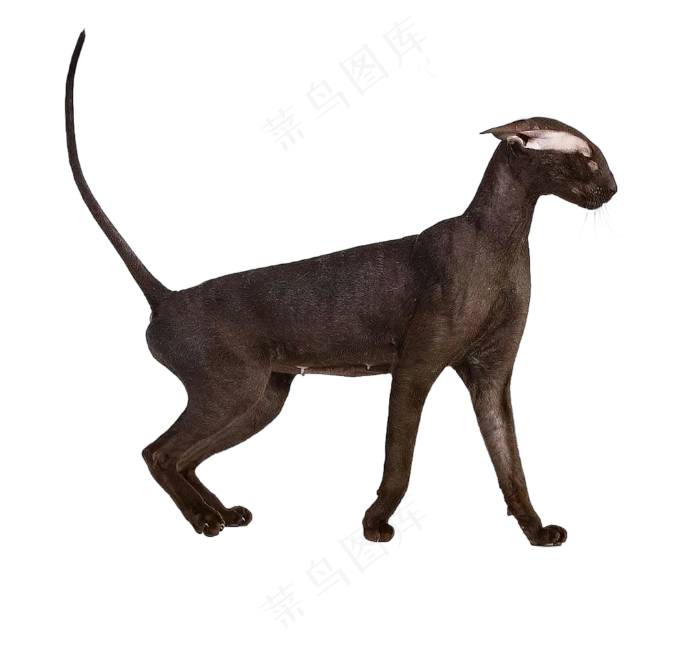 png免抠搞笑有趣动物