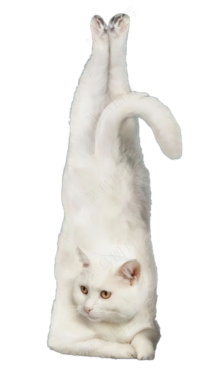 png免抠搞笑有趣动物