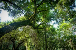 绿意盎然的自然画卷