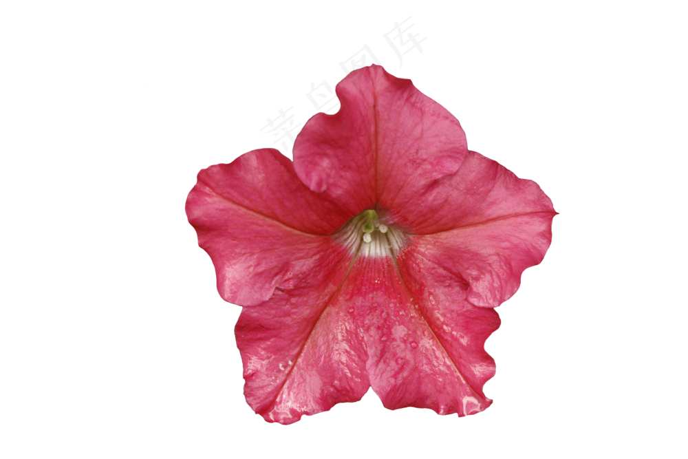 雨中的碧冬茄  免抠图