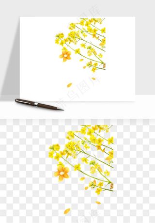 油菜花田png免抠
