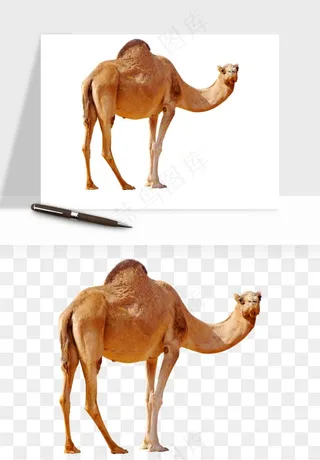 骆驼动物png免抠